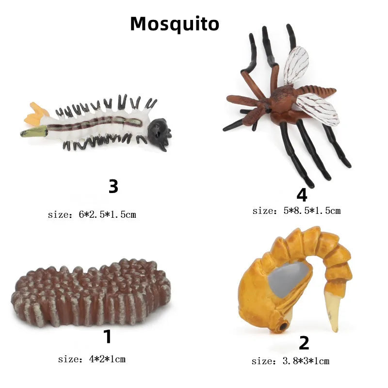 Ciclo da Vida Animal - Ciencia Engraçada para Crianças - Brinquedos Cógnitivos..